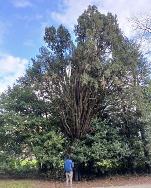 Cipresso  del Parco del Neto