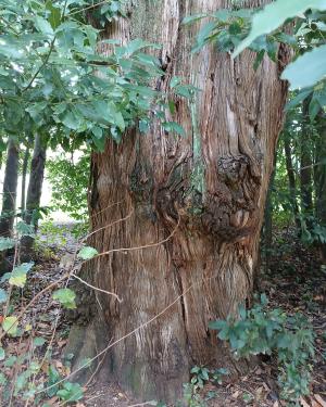 Foto Cipresso  del Parco del Neto