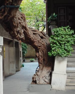 Glicine di Via Cantoni