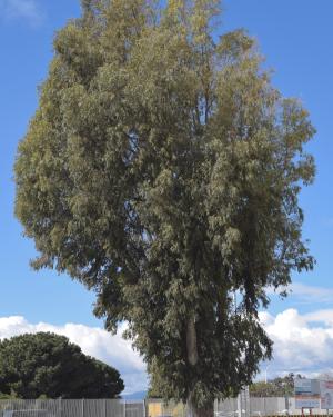 L'Eucaliptus di Via Riva di Ponente