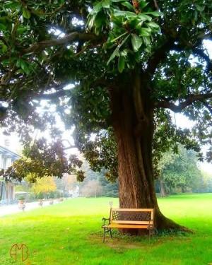 Magnolia di Villa Trivulzio