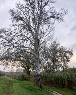 Il Pioppo bianco di Pagnana
