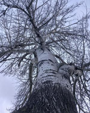 Foto Il Pioppo bianco di Pagnana