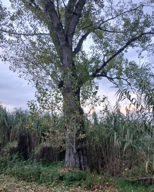 Il  pioppo nero di Pagnana