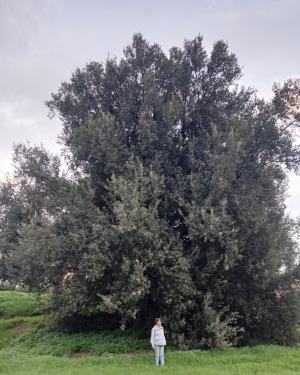 Il leccio di Pagnana