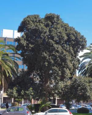 Il Ficus di Piazza Emilio Lussu