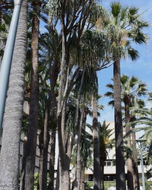 La Beaucarnea di Viale Bonaria