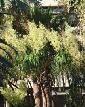 Foto La Beaucarnea di Viale Bonaria