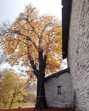 Ippocastano di Quarcino