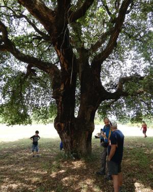 Sughera Parco F.Salerno