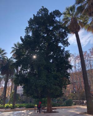 Podocarpo di Piazza Vittorio