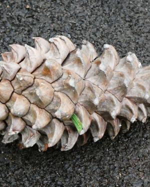 Foto Pino dell'Himalaya