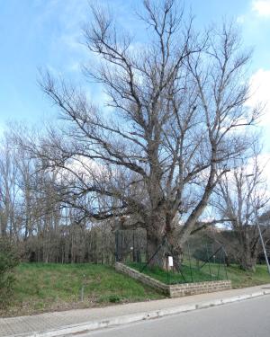 Il Pioppo del  risaro