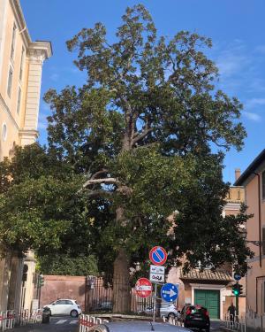 La Magnolia dei Corsini