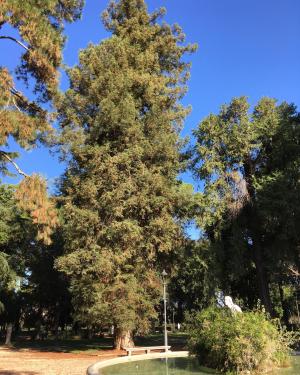 La Sequia del Pincio