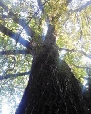 Farnia della Guastalla