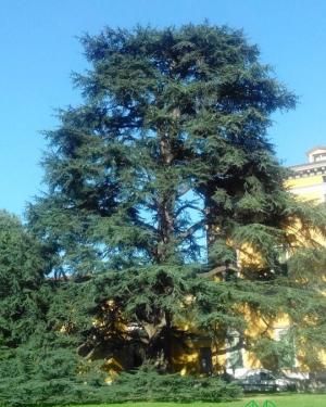 Cedro della Guastalla
