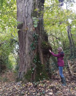 Pioppo nero di Usmate