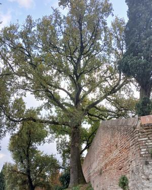 La Farnia delle Mura