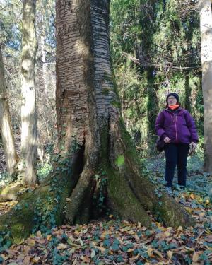 Ciliegio del Parco Scaccabarozzi