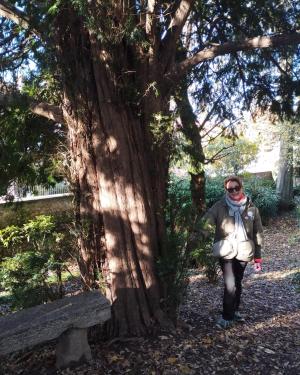 Tasso del giardino di Villa Perego