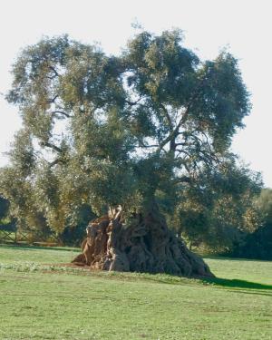 Foto Sa Reina (la Regina)