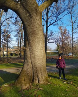 Paulownia del Golf Club