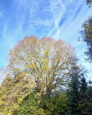Il Bagolaro  di Villa Larderel