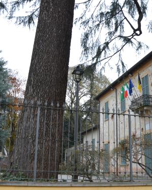 cedro deodara del Museo di Casa Giacobbe