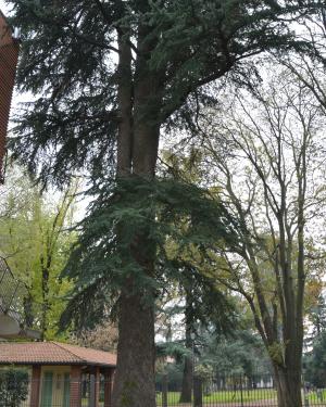 Cedro del Teatro Lirico