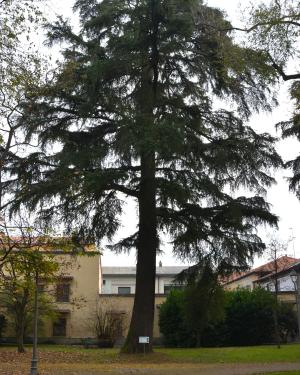Cedro deodara del Giardino di Casa Giacobbe