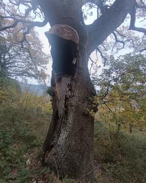 Roverella del Poggiaccio