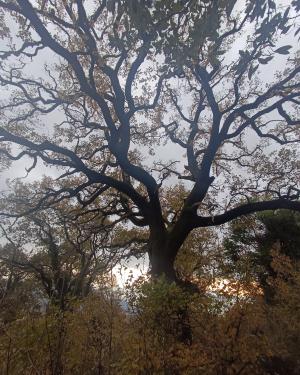 Foto Roverella del Poggiaccio