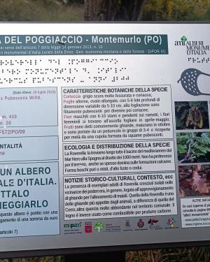 Foto Roverella del Poggiaccio