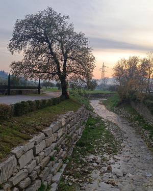 Roverella di Bagnolo