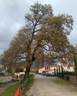 Foto Roverella di Bagnolo