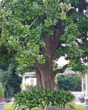 Magnolia di Villa Sangiuliano