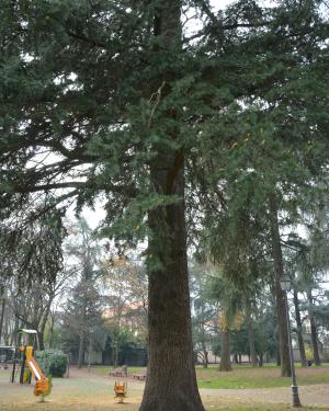 Cedro "piccolo" del Giardino di Casa Giacobbe
