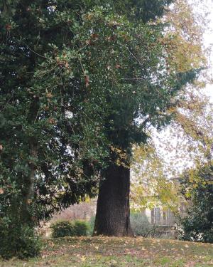Liquidambar della Casa del Fattore
