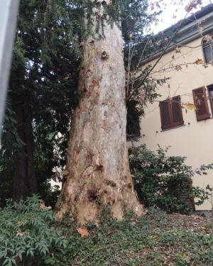 Platano della Casa del Fattore
