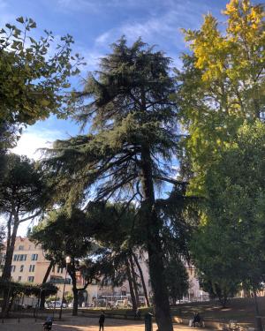 Il Cedro di Villa Fiorelli