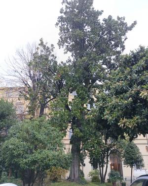 La magnolia di via Luigi Carli Farina