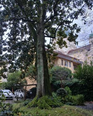 Foto La magnolia di via Luigi Carli Farina
