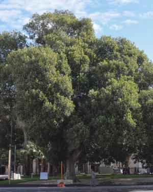 Il Ficus Watkinsiana di Piazza Matteotti