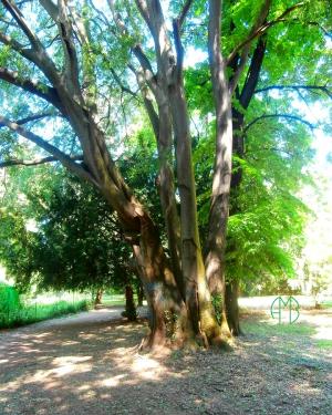 Confraternita dei Frati Bagolari