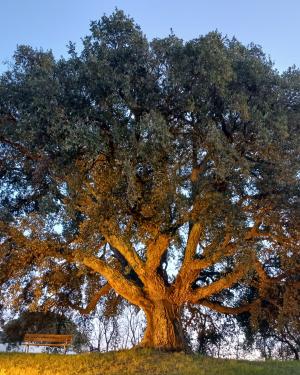 Sughera di Valliferone