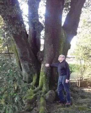 Leccio di Villa Tagliaferro Todisco