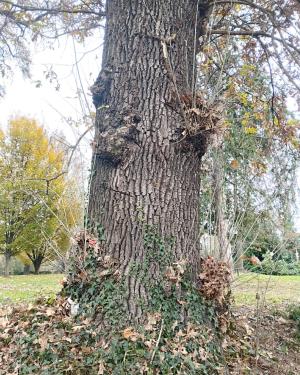 Farnia della Casa del Fattore
