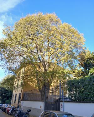 Il Bagolaro delle Generali