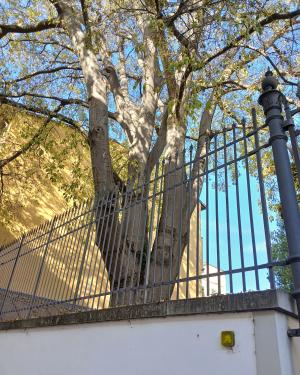 Foto Il Bagolaro delle Generali